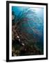 Reef Scene with Sea Fan, St. Lucia, West Indies, Caribbean, Central America-Lisa Collins-Framed Photographic Print