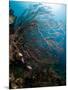 Reef Scene with Sea Fan, St. Lucia, West Indies, Caribbean, Central America-Lisa Collins-Mounted Photographic Print