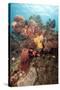 Reef Scene with Soldier Fish, Dominica, West Indies, Caribbean, Central America-Lisa Collins-Stretched Canvas