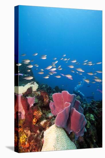 Reef Scene with Sponges, Dominica, West Indies, Caribbean, Central America-Lisa Collins-Stretched Canvas