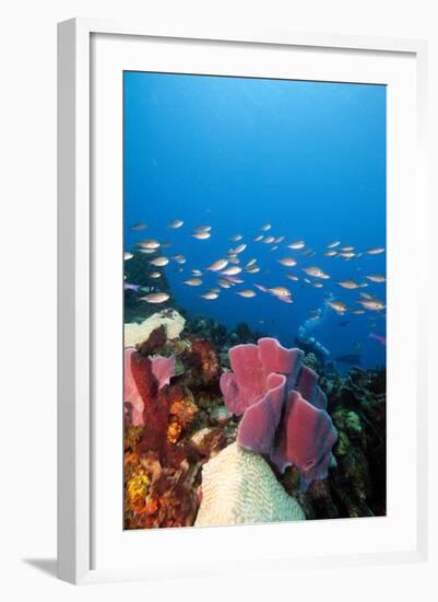 Reef Scene with Sponges, Dominica, West Indies, Caribbean, Central America-Lisa Collins-Framed Photographic Print