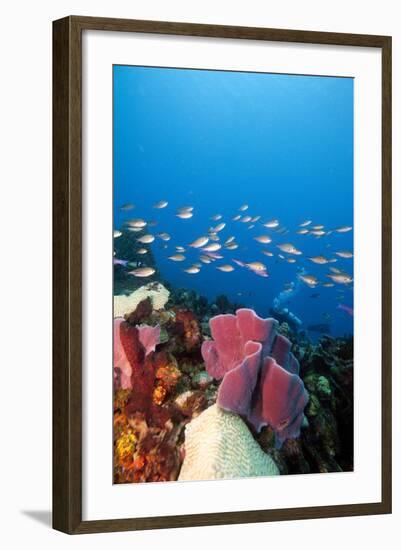 Reef Scene with Sponges, Dominica, West Indies, Caribbean, Central America-Lisa Collins-Framed Photographic Print
