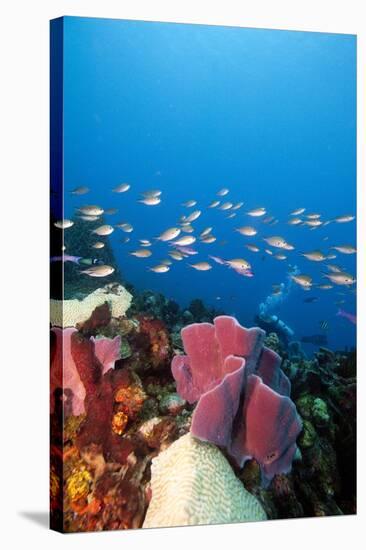 Reef Scene with Sponges, Dominica, West Indies, Caribbean, Central America-Lisa Collins-Stretched Canvas