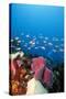 Reef Scene with Sponges, Dominica, West Indies, Caribbean, Central America-Lisa Collins-Stretched Canvas