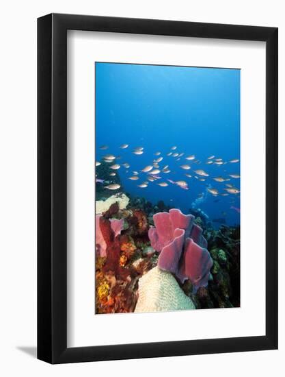 Reef Scene with Sponges, Dominica, West Indies, Caribbean, Central America-Lisa Collins-Framed Photographic Print