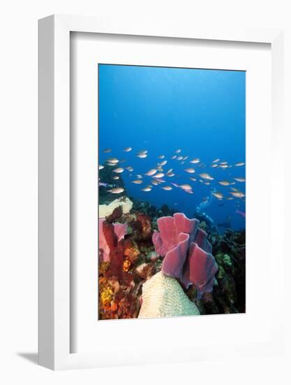 Reef Scene with Sponges, Dominica, West Indies, Caribbean, Central America-Lisa Collins-Framed Photographic Print