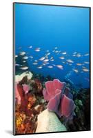 Reef Scene with Sponges, Dominica, West Indies, Caribbean, Central America-Lisa Collins-Mounted Photographic Print