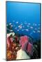 Reef Scene with Sponges, Dominica, West Indies, Caribbean, Central America-Lisa Collins-Mounted Photographic Print