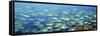 Reef Scene-Alexander Semenov-Framed Stretched Canvas