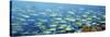 Reef Scene-Alexander Semenov-Stretched Canvas