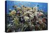 Reef Scene-Alexander Semenov-Stretched Canvas