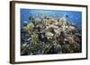Reef Scene-Alexander Semenov-Framed Premium Photographic Print