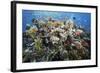 Reef Scene-Alexander Semenov-Framed Premium Photographic Print
