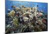 Reef Scene-Alexander Semenov-Mounted Premium Photographic Print