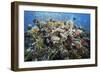 Reef Scene-Alexander Semenov-Framed Photographic Print