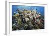 Reef Scene-Alexander Semenov-Framed Photographic Print