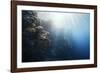 Reef Scene-Alexander Semenov-Framed Photographic Print