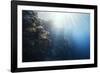 Reef Scene-Alexander Semenov-Framed Photographic Print