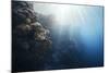 Reef Scene-Alexander Semenov-Mounted Photographic Print