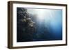 Reef Scene-Alexander Semenov-Framed Photographic Print