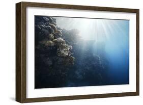 Reef Scene-Alexander Semenov-Framed Photographic Print