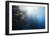 Reef Scene-Alexander Semenov-Framed Photographic Print