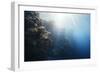 Reef Scene-Alexander Semenov-Framed Photographic Print