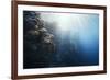 Reef Scene-Alexander Semenov-Framed Photographic Print