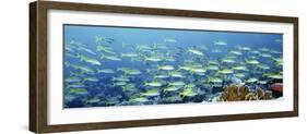 Reef Scene-Alexander Semenov-Framed Photographic Print