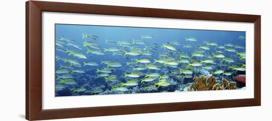 Reef Scene-Alexander Semenov-Framed Photographic Print