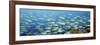 Reef Scene-Alexander Semenov-Framed Photographic Print