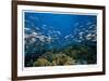 Reef Scenic 1-Jones-Shimlock-Framed Giclee Print