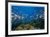 Reef Scenic 1-Jones-Shimlock-Framed Giclee Print