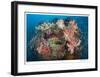 Reef Scenic 2-Jones-Shimlock-Framed Giclee Print