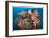 Reef Scenic 2-Jones-Shimlock-Framed Giclee Print