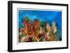 Reef Scenic 3-Jones-Shimlock-Framed Giclee Print