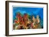 Reef Scenic 3-Jones-Shimlock-Framed Giclee Print