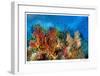 Reef Scenic 3-Jones-Shimlock-Framed Giclee Print