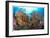 Reef Scenic 4-Jones-Shimlock-Framed Giclee Print