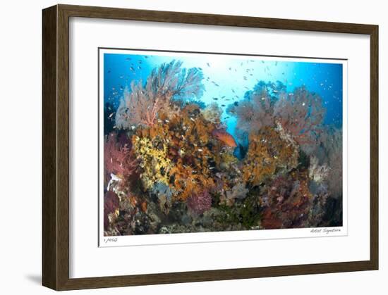 Reef Scenic 4-Jones-Shimlock-Framed Giclee Print