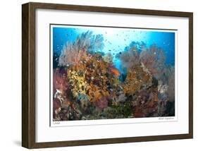 Reef Scenic 4-Jones-Shimlock-Framed Giclee Print