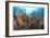 Reef Scenic 4-Jones-Shimlock-Framed Giclee Print