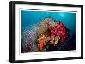 Reef Scenic 5-Jones-Shimlock-Framed Giclee Print