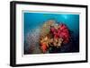 Reef Scenic 5-Jones-Shimlock-Framed Giclee Print