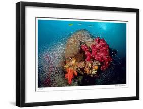 Reef Scenic 5-Jones-Shimlock-Framed Giclee Print