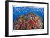 Reef Scenic 6-Jones-Shimlock-Framed Giclee Print