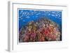 Reef Scenic 6-Jones-Shimlock-Framed Giclee Print