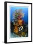 Reef Scenic 7-Jones-Shimlock-Framed Giclee Print