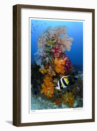 Reef Scenic 7-Jones-Shimlock-Framed Giclee Print