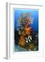 Reef Scenic 7-Jones-Shimlock-Framed Giclee Print